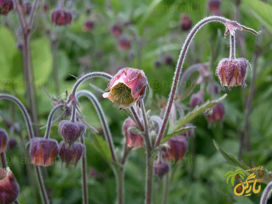 علف مبارک رونده